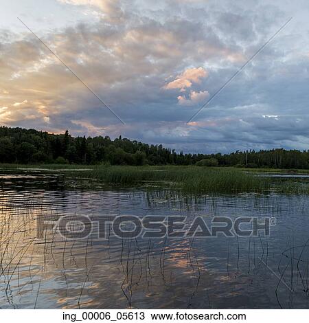 Reed grass in a lake, Lake Of The Woods, Ontario, Canada View Large Photo Image Stock Image - Reed grass in a lake, Lake Of The Woods, Ontario, Canada. Fotosearch