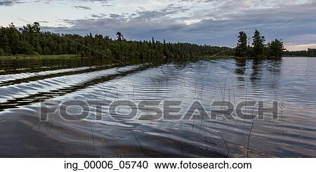 Stock Image - Reeds in a lake, Lake Of The Woods, Ontario, Canada. Fotosearch