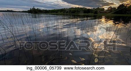 Stock Photo - Reeds in a lake, Lake Of The Woods, Ontario, Canada. Fotosearch