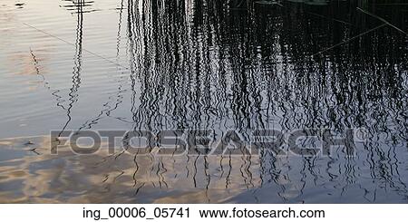Stock Image - Reflection of Reeds in a lake, Lake of the Woods, Ontario, Canada. Fotosearch
