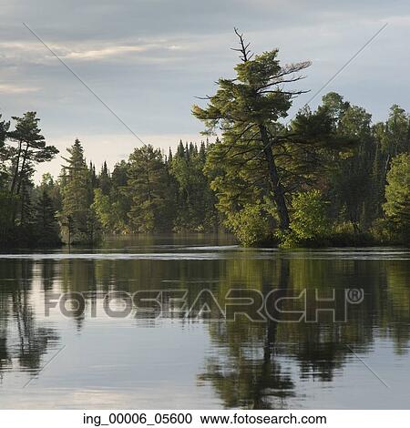 Reflection of trees on water, Lake Of The Woods, Ontario, Canada View Large Photo Image Stock Image - Reflection of trees on water, Lake Of The Woods, Ontario, Canada. Fotosearch