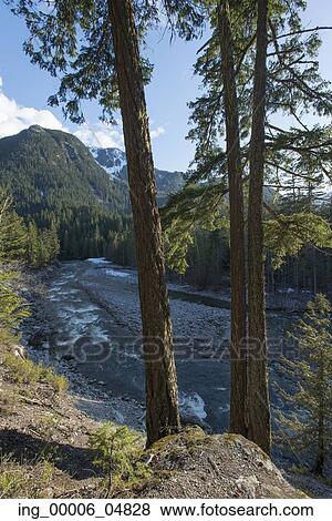 River flowing through forest, Nairn Falls Provincial Park, Whistler, British Columbia, Canada View Large Photo Image Stock Photo - River flowing through forest, Nairn Falls Provincial Park, Whistler, British Columbia, Canada. Fotosearch