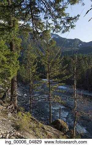 River flowing through forest, Nairn Falls Provincial Park, Whistler, British Columbia, Canada View Large Photo Image Stock Photo - River flowing through forest, Nairn Falls Provincial Park, Whistler, British Columbia, Canada. Fotosearch