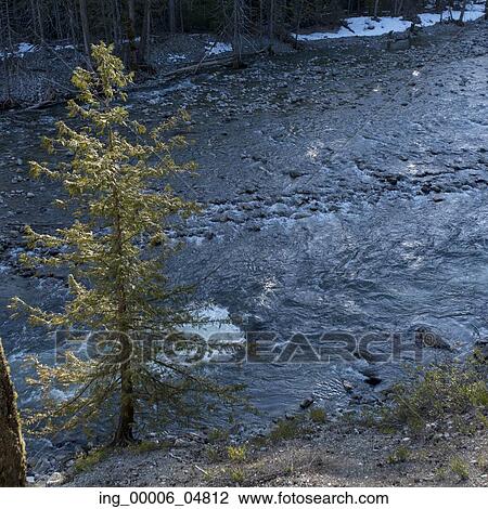 Stock Image - River flowing through forest, Pemberton, Whistler, British Columbia, Canada. Fotosearch