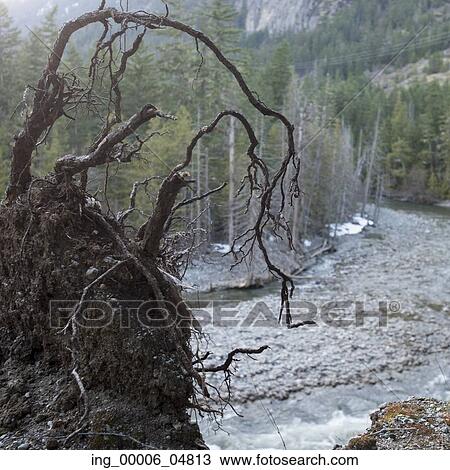 River flowing through forest, Pemberton, Whistler, British Columbia, Canada View Large Photo Image Stock Image - River flowing through forest, Pemberton, Whistler, British Columbia, Canada. Fotosearch