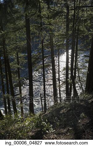 River flowing through forest, Pemberton, Whistler, British Columbia, Canada View Large Photo Image Stock Photo - River flowing through forest, Pemberton, Whistler, British Columbia, Canada. Fotosearch