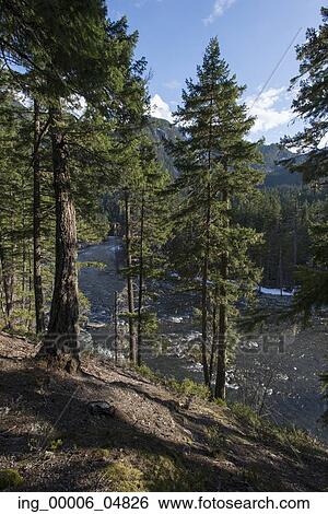 River flowing through forest, Pemberton, Whistler, British Columbia, Canada View Large Photo Image Stock Photograph - River flowing through forest, Pemberton, Whistler, British Columbia, Canada. Fotosearch