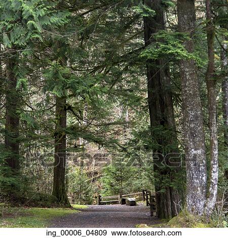 Road through forest, Whistler, British Columbia, Canada View Large Photo Image Stock Photo - Road through forest, Whistler, British Columbia, Canada. Fotosearch