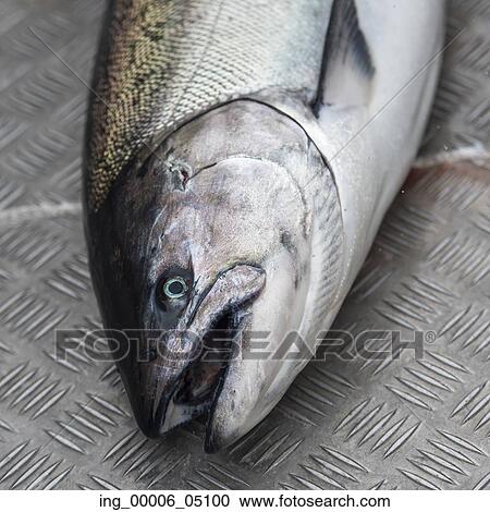 Salmon fish, Skeena-Queen Charlotte Regional District, Hippa Island, Haida Gwaii, Graham Island, British Columbia, Canada View Large Photo Image Stock Image - Salmon fish, Skeena-Queen Charlotte Regional District, Hippa Island, Haida Gwaii, Graham Island, British Columbia, Canada. Fotosearch