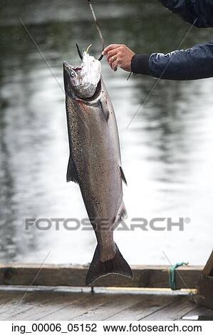 Salmon Hooked by a Fisherman, Skeena-Queen Charlotte Regional District, Haida Gwaii, Graham Island, British Columbia, Canada View Large Photo Image Stock Image - Salmon Hooked by a Fisherman, Skeena-Queen Charlotte Regional District, Haida Gwaii, Graham Island, British Columbia, Canada. Fotosearch