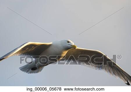 Seagull flying in the sky, Lake Of The Woods, Ontario, Canada View Large Photo Image Stock Photo - Seagull flying in the sky, Lake Of The Woods, Ontario, Canada. Fotosearch