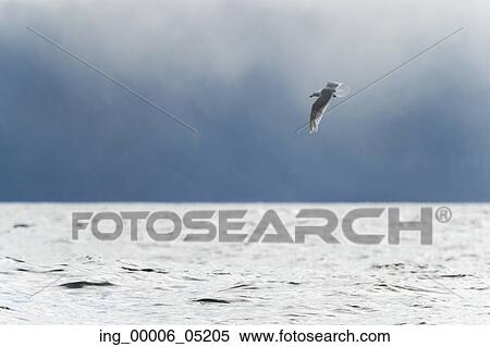 Seagull over Pacific Ocean, Skeena-Queen Charlotte Regional District, Haida Gwaii, Graham Island, British Columbia, Canada View Large Photo Image Stock Photography - Seagull over Pacific Ocean, Skeena-Queen Charlotte Regional District, Haida Gwaii, Graham Island, British Columbia, Canada. Fotosearch