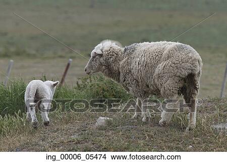 Sheep at farm, Torres del Paine National Park, Patagonia, Chile View Large Photo Image Picture - Sheep at farm, Torres del Paine National Park, Patagonia, Chile. Fotosearch