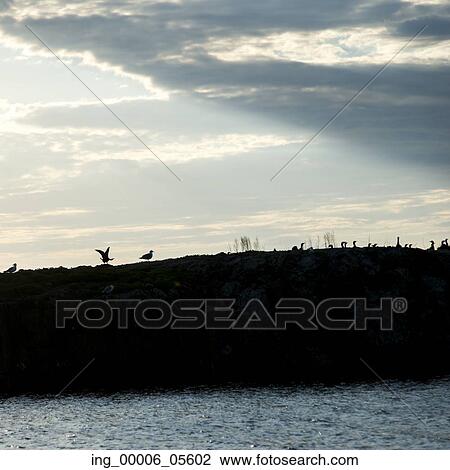 Silhouette of a Flock of birds at Lake Of The Woods, Ontario, Canada View Large Photo Image Stock Image - Silhouette of a Flock of birds at Lake Of The Woods, Ontario, Canada. Fotosearch