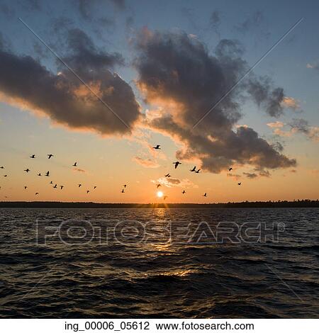 Silhouette of birds flying over a lake during sunrise, Lake Of The Woods, Ontario, Canada View Large Photo Image Stock Image - Silhouette of birds flying over a lake during sunrise, Lake Of The Woods, Ontario, Canada. Fotosearch