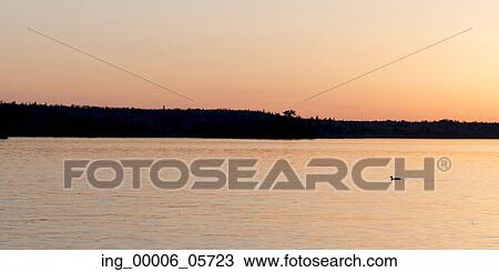 Silhouette of duck swimming in a lake, Lake of the Woods, Ontario, Canada View Large Photo Image Stock Image - Silhouette of duck swimming in a lake, Lake of the Woods, Ontario, Canada. Fotosearch