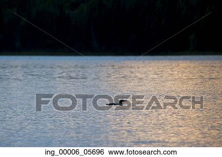 Silhouette of duck swimming in a lake, Lake of the Woods, Ontario, Canada View Large Photo Image Stock Photograph - Silhouette of duck swimming in a lake, Lake of the Woods, Ontario, Canada. Fotosearch
