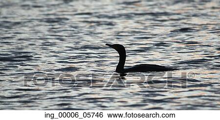 Silhouette of duck swimming in a lake, Lake of the Woods, Ontario, Canada View Large Photo Image Stock Photograph - Silhouette of duck swimming in a lake, Lake of the Woods, Ontario, Canada. Fotosearch