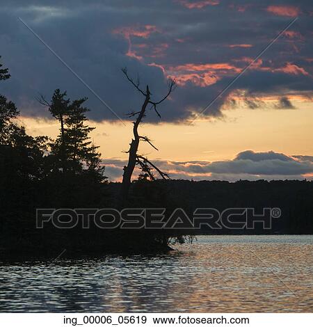 Silhouette of trees at the lakeside View Large Photo Image Stock Photo - Silhouette of trees at the lakeside. Fotosearch