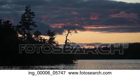 Silhouette of trees at the lakeside, Lake Of The Woods, Ontario, Canada View Large Photo Image Stock Photo - Silhouette of trees at the lakeside, Lake Of The Woods, Ontario, Canada. Fotosearch