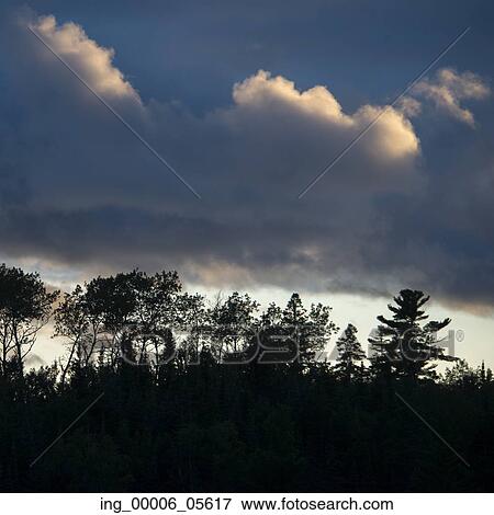 Silhouette of trees under dark clouds, Lake Of The Woods, Ontario, Canada View Large Photo Image Stock Photo - Silhouette of trees under dark clouds, Lake Of The Woods, Ontario, Canada. Fotosearch