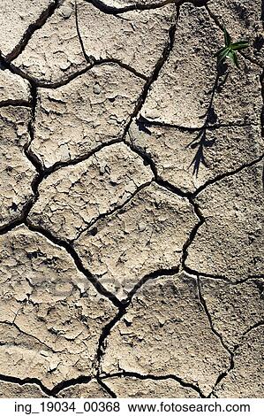 single plant in cracked ground View Large Photo Image Stock Photo - single plant in cracked ground. Fotosearch