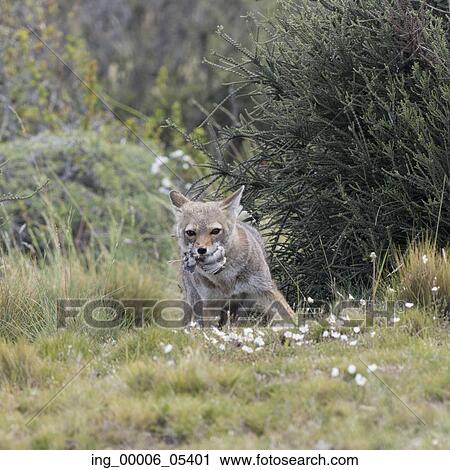 South American gray fox (Lycalopex griseus) carrying its prey in its mouth, Torres del Paine National Park, Patagonia, Chile View Large Photo Image Stock Image - South American gray fox (Lycalopex griseus) carrying its prey in its mouth, Torres del Paine National Park, Patagonia, Chile. Fotosearch