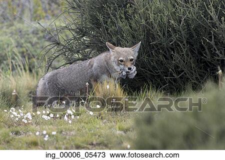 South American gray fox (Lycalopex griseus) carrying its prey in its mouth, Torres del Paine National Park, Patagonia, Chile View Large Photo Image Stock Image - South American gray fox (Lycalopex griseus) carrying its prey in its mouth, Torres del Paine National Park, Patagonia, Chile. Fotosearch