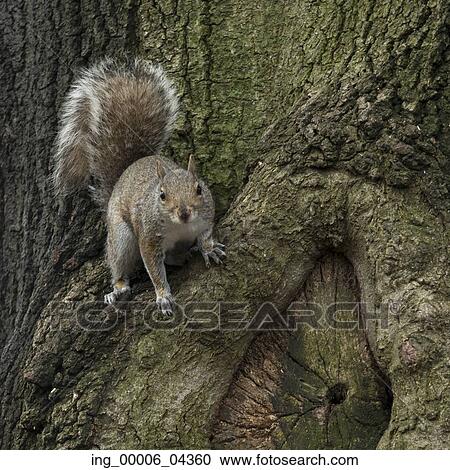 Squirrel on tree trunk, Manhattan, New York City, New York State, USA View Large Photo Image Stock Image - Squirrel on tree trunk, Manhattan, New York City, New York State, USA. Fotosearch