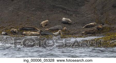 Steller Sea Lions (Eumetopias jubatus) on the coast, Skeena-Queen Charlotte Regional District, Haida Gwaii, Graham Island, British Columbia, Canada View Large Photo Image Stock Photo - Steller Sea Lions (Eumetopias jubatus) on the coast, Skeena-Queen Charlotte Regional District, Haida Gwaii, Graham Island, British Columbia, Canada. Fotosearch