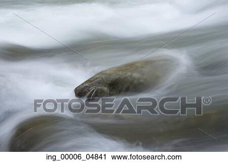 Stock Image - Stream flowing through rocks, Whistler, British Columbia, Canada. Fotosearch