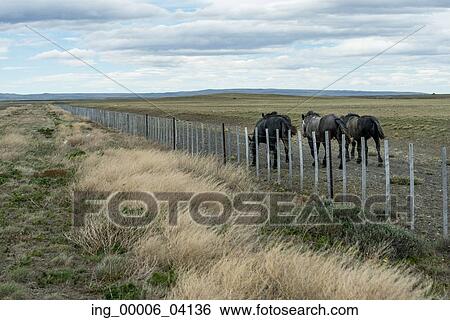 Three horses grazing in field with fence, Santa Cruz Province, Patagonia, Argentina View Large Photo Image Stock Photograph - Three horses grazing in field with fence, Santa Cruz Province, Patagonia, Argentina. Fotosearch