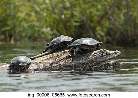 Three turtles on a log in a lake, Lake Of The Woods, Ontario, Canada View Large Photo Image Stock Photography - Three turtles on a log in a lake, Lake Of The Woods, Ontario, Canada. Fotosearch