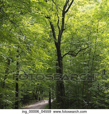 Tree lined Pathway in Forest, Manoir-Papineau National Historic Site, Montebello, Quebec, Canada View Large Photo Image Stock Photo - Tree lined Pathway in Forest, Manoir-Papineau National Historic Site, Montebello, Quebec, Canada. Fotosearch