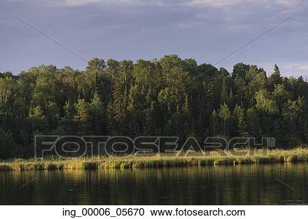 Stock Image - Trees along shoreline, Lake Of The Woods, Ontario, Canada. Fotosearch