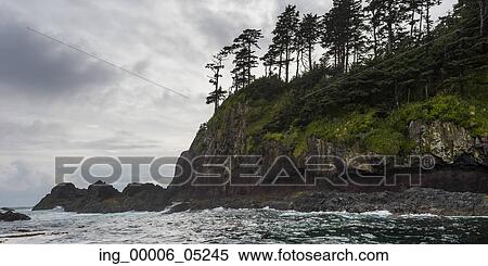 Trees at the coast, Skeena-Queen Charlotte Regional District, Haida Gwaii, Graham Island, British Columbia, Canada View Large Photo Image Stock Photography - Trees at the coast, Skeena-Queen Charlotte Regional District, Haida Gwaii, Graham Island, British Columbia, Canada. Fotosearch