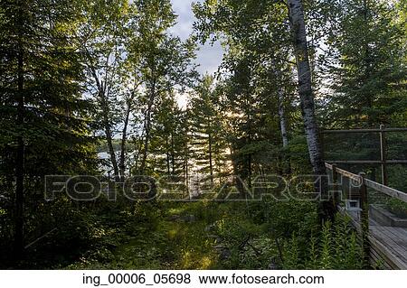 Stock Photo - Trees in a forest, Lake of the Woods, Ontario, Canada. Fotosearch