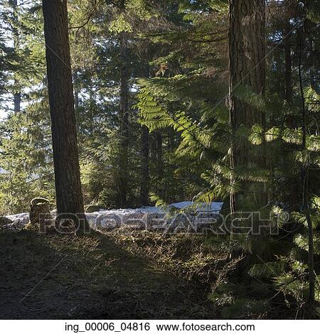 Trees in a forest, Whistler, British Columbia, Canada View Large Photo Image Stock Photograph - Trees in a forest, Whistler, British Columbia, Canada. Fotosearch