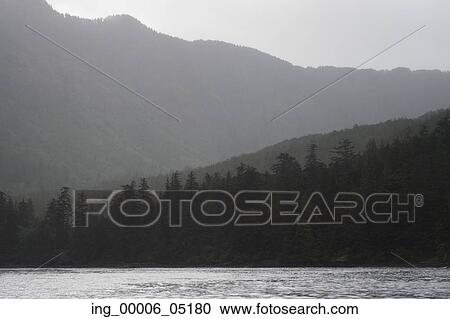 Trees in a forest with mountain in the background, Skeena-Queen Charlotte Regional District, Haida Gwaii, Graham Island, British Columbia, Canada View Large Photo Image Stock Image - Trees in a forest with mountain in the background, Skeena-Queen Charlotte Regional District, Haida Gwaii, Graham Island, British Columbia, Canada. Fotosearch
