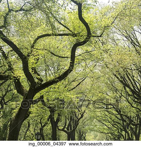Stock Photo - Trees in Central Park, Manhattan, New York City, New York State, USA. Fotosearch