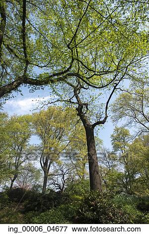 Trees in Central Park, Manhattan, New York City, New York State, USA View Large Photo Image Stock Photo - Trees in Central Park, Manhattan, New York City, New York State, USA. Fotosearch