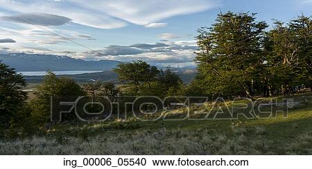 Trees on a hill, Patagonia, Chile View Large Photo Image Stock Image - Trees on a hill, Patagonia, Chile. Fotosearch