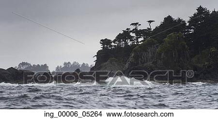 Trees on an island, Skeena-Queen Charlotte Regional District, Haida Gwaii, Graham Island, British Columbia, Canada View Large Photo Image Picture - Trees on an island, Skeena-Queen Charlotte Regional District, Haida Gwaii, Graham Island, British Columbia, Canada. Fotosearch