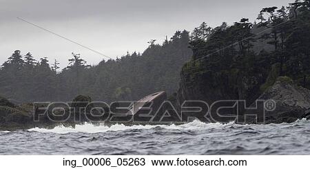 Trees on an island, Skeena-Queen Charlotte Regional District, Haida Gwaii, Graham Island, British Columbia, Canada View Large Photo Image Stock Image - Trees on an island, Skeena-Queen Charlotte Regional District, Haida Gwaii, Graham Island, British Columbia, Canada. Fotosearch