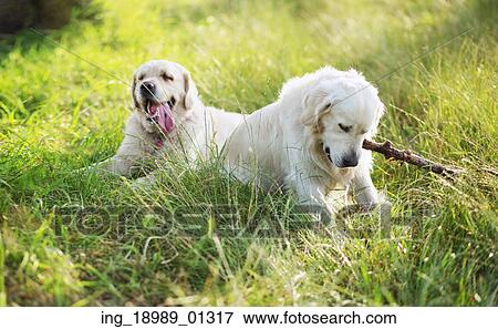 Stock Photo - Two dogs playing in the green meadow. Fotosearch