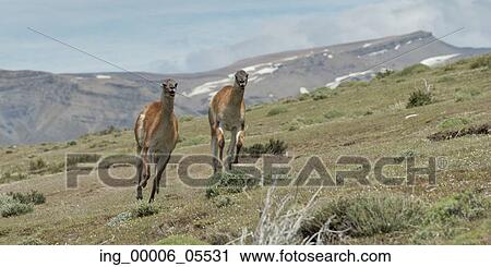 Two guanaco (Lama guanicoe) running in a field, Torres Del Paine National Park, Patagonia, Chile View Large Photo Image Stock Image - Two guanaco (Lama guanicoe) running in a field, Torres Del Paine National Park, Patagonia, Chile. Fotosearch