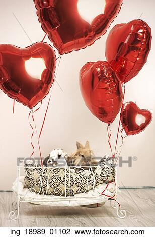 Two rabbits in valentine’ s scene with balloons View Large Photo Image Stock Image - Two rabbits in valentine’ s scene with balloons. Fotosearch