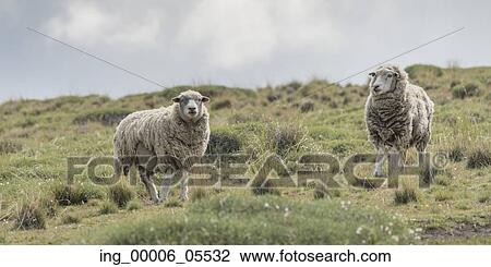 Two sheep grazing in a field, Torres Del Paine National Park, Patagonia, Chile View Large Photo Image Stock Image - Two sheep grazing in a field, Torres Del Paine National Park, Patagonia, Chile. Fotosearch