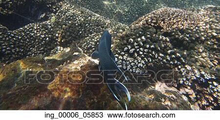 Stock Image - Underwater view of a fish and ocean floor, Zihuatanejo, Guerrero, Mexico. Fotosearch