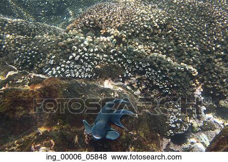 Underwater view of a fish, Zihuatanejo, Guerrero, Mexico View Large Photo Image Stock Photo - Underwater view of a fish, Zihuatanejo, Guerrero, Mexico. Fotosearch